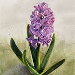 Pink Hyacinth by Krystyna Szczepanowski