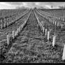 Image with black frame - sample photo
