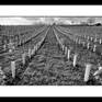 Image with passepartout and frame - sample photo