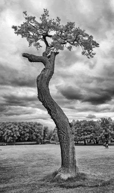 Original Tree Photography by Leopold Brix