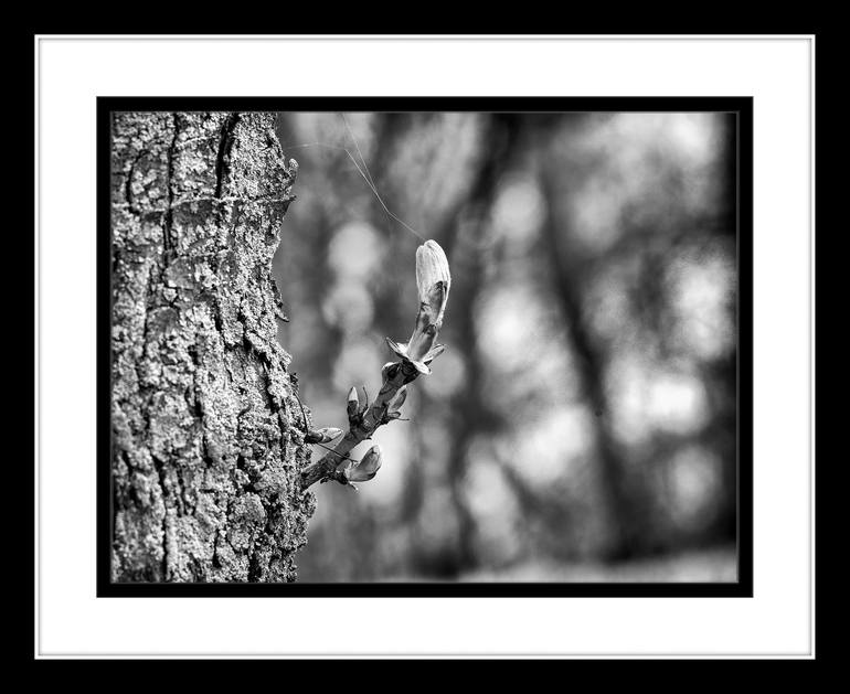 Original Photorealism Tree Photography by Leopold Brix