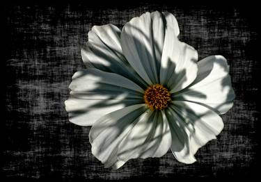 Print of Fine Art Floral Photography by Leopold Brix