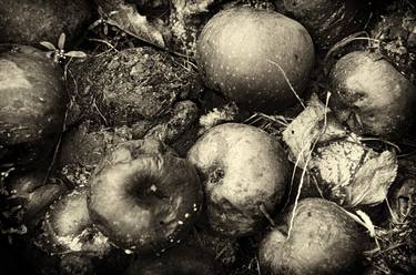 Rotten apples - Limited Edition of 5 image
