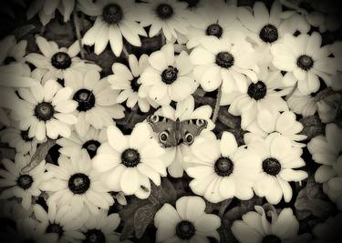Black-eyed susan with peacock - Limited Edition of 5 image