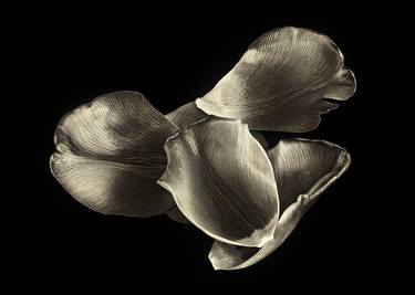 Petals of a tulip - Limited Edition of 5 thumb