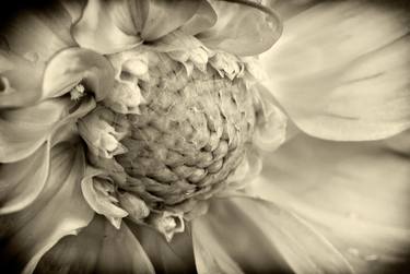 Original Fine Art Botanic Photography by Leopold Brix