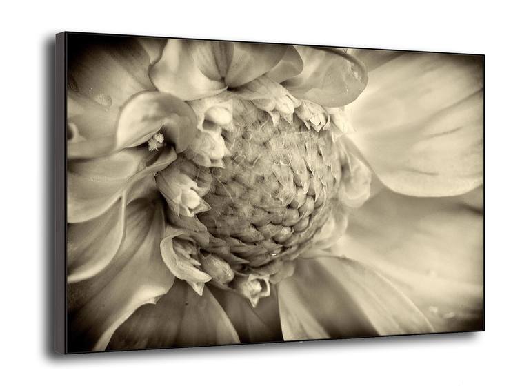 Original Fine Art Botanic Photography by Leopold Brix