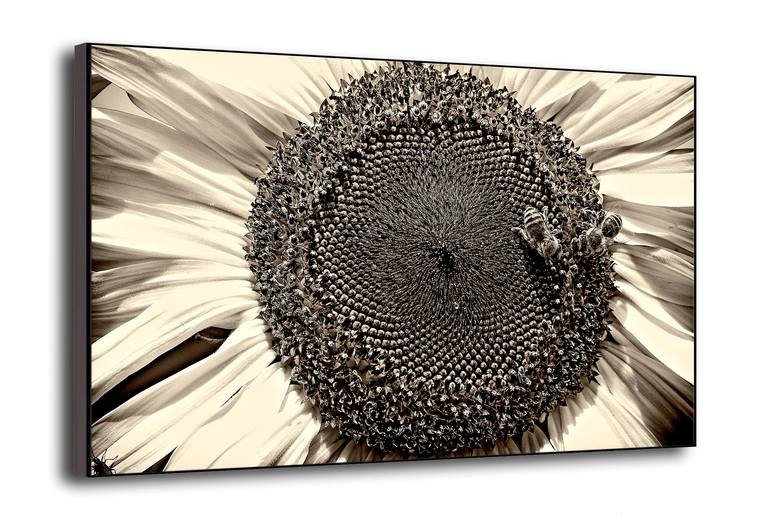 Original Expressionism Botanic Photography by Leopold Brix