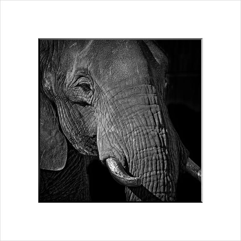 Original Expressionism Animal Photography by Leopold Brix