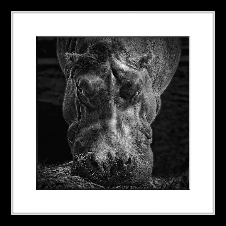 Original Fine Art Animal Photography by Leopold Brix