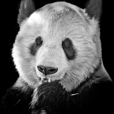 Giant Panda - Limited Edition of 5 image