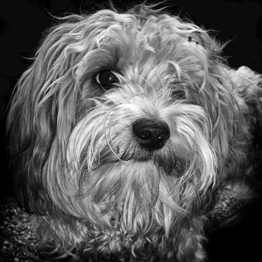 Havanese - Limited Edition of 5 image