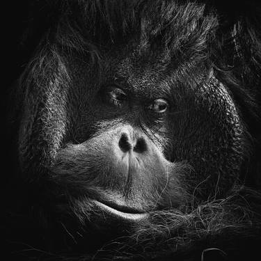 Orangutan - Limited Edition of 5 thumb