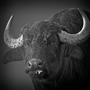 Water buffalo - Limited Edition of 5 image