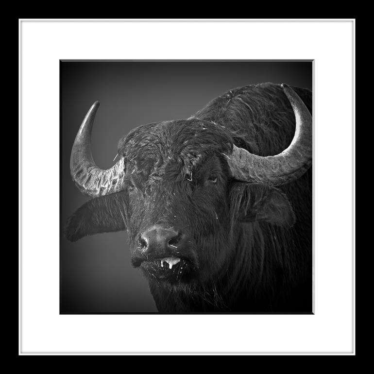 Original Fine Art Animal Photography by Leopold Brix