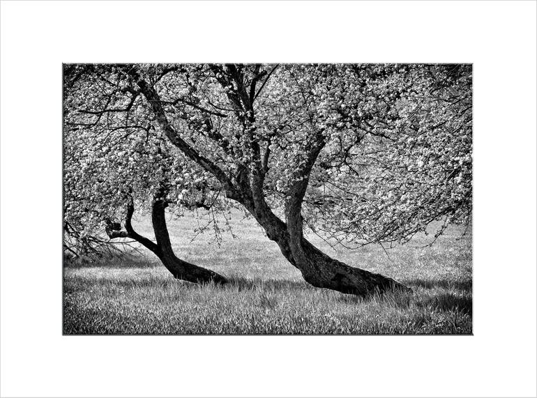 Original Realism Tree Photography by Leopold Brix