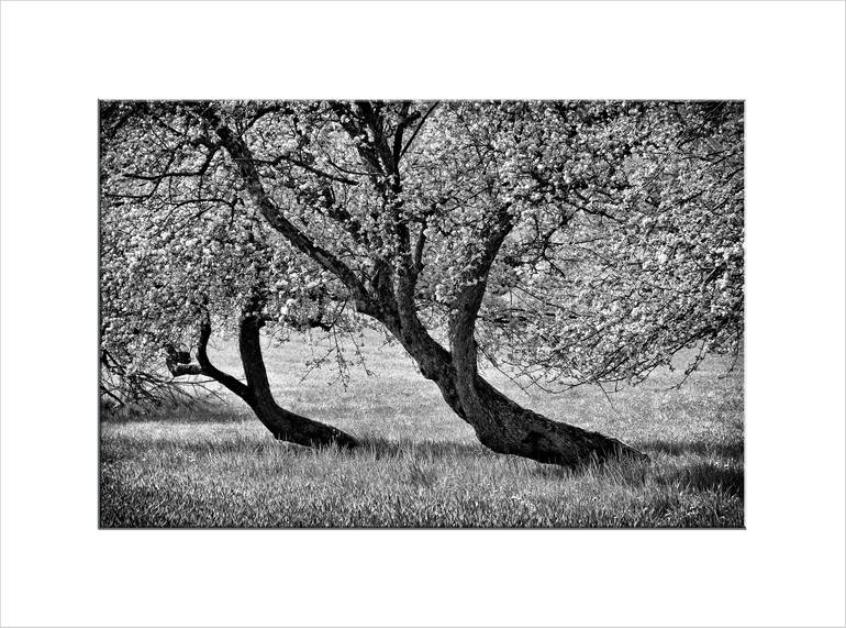 Original Tree Photography by Leopold Brix