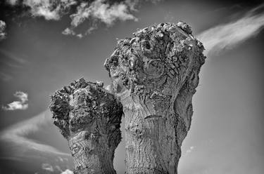 Original Fine Art Tree Photography by Leopold Brix