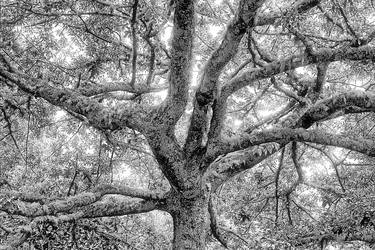 Print of Fine Art Tree Photography by Leopold Brix