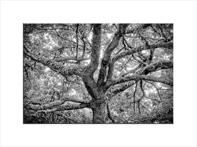 Original Tree Photography by Leopold Brix