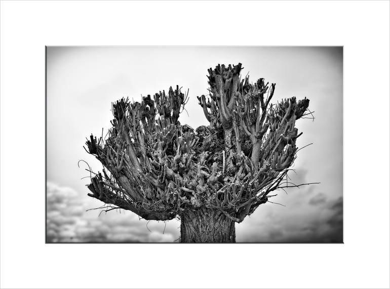 Original Tree Photography by Leopold Brix