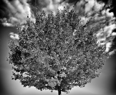 Original Photorealism Tree Photography by Leopold Brix