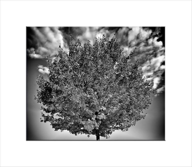 Original Photorealism Tree Photography by Leopold Brix