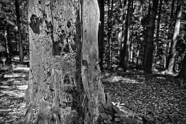 Print of Photorealism Tree Photography by Leopold Brix