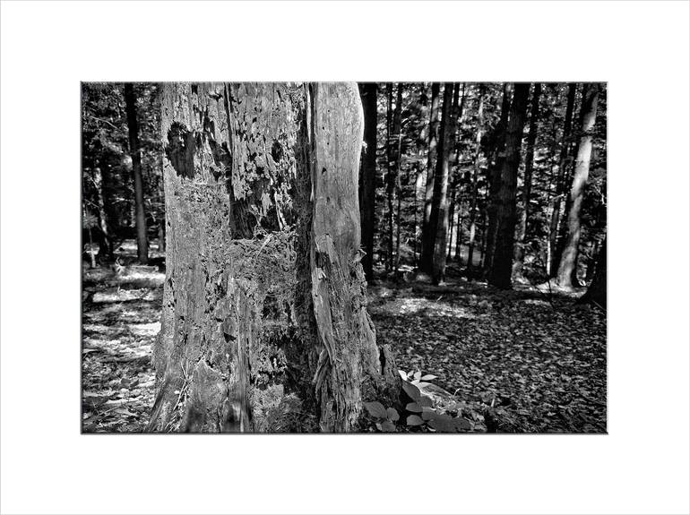 Original Other Landscape Photography by Leopold Brix