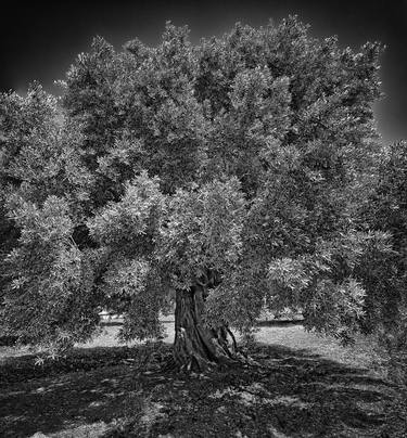 Print of Realism Tree Photography by Leopold Brix