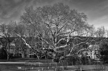 Print of Realism Tree Photography by Leopold Brix