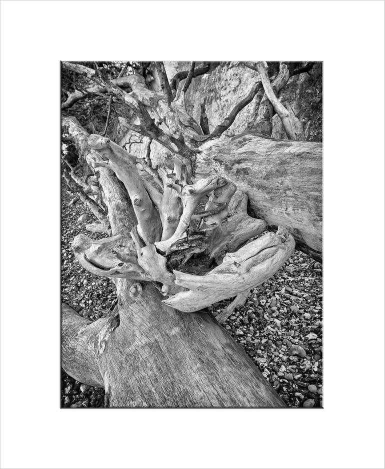 Original Photorealism Tree Photography by Leopold Brix