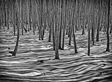 Winter forest - Limited Edition of 5 image