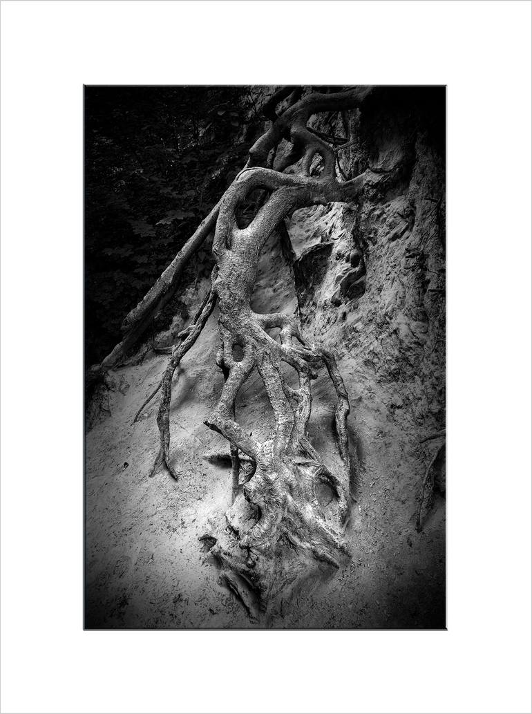 Original Photorealism Tree Photography by Leopold Brix