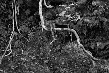 Original Photorealism Botanic Photography by William Pappas