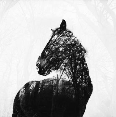Original Abstract Horse Photography by Mihaela Ivanova