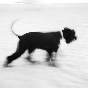 Original Abstract Dogs Photography by Mihaela Ivanova