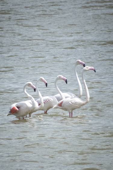 Print of Documentary Animal Photography by Alessandro Passerini