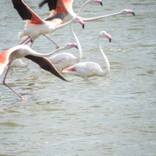 Flamingos Escape by Alessandro Passerini