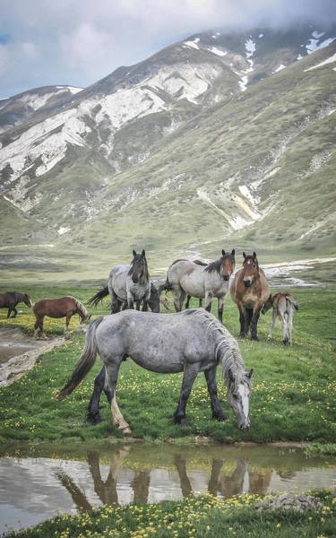 Print of Documentary Animal Photography by Alessandro Passerini