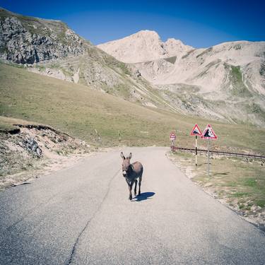 Original Animal Photography by Alessandro Passerini