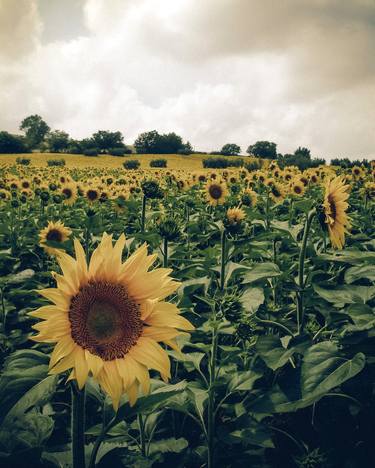 Print of Documentary Nature Photography by Alessandro Passerini