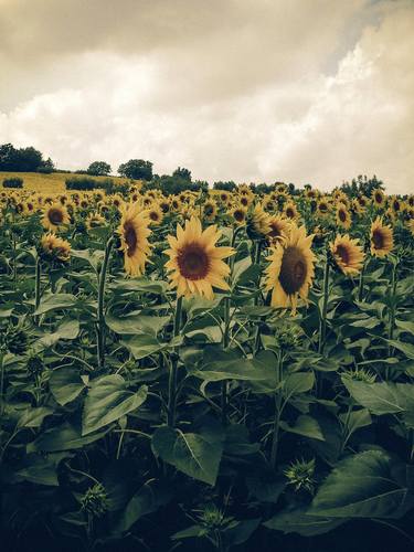 Flowers & Sun thumb