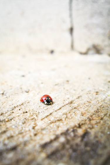 Print of Nature Photography by Alessandro Passerini