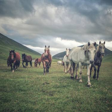 Original Documentary Animal Photography by Alessandro Passerini