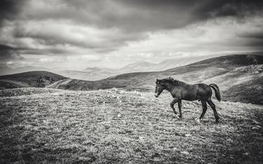 Original Documentary Horse Photography by Alessandro Passerini