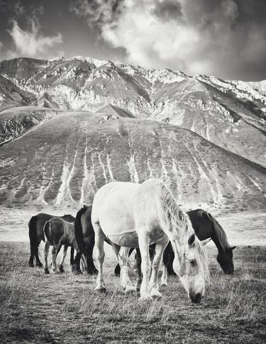 Print of Documentary Horse Photography by Alessandro Passerini