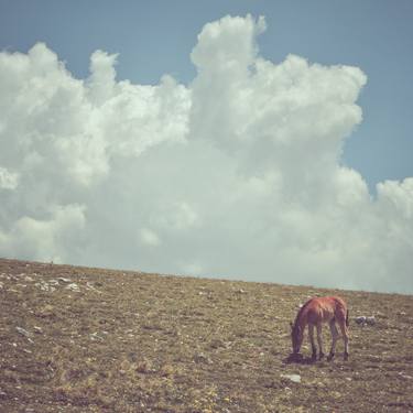 Print of Documentary Horse Photography by Alessandro Passerini