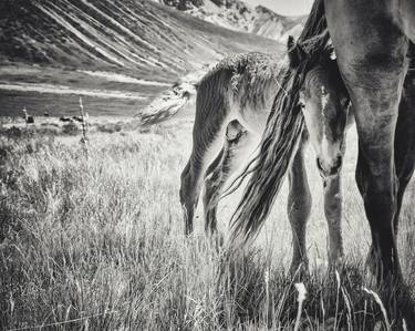 Original Horse Photography by Alessandro Passerini