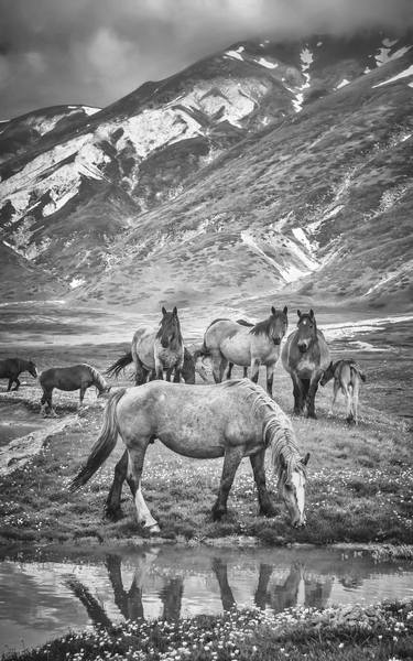 Original Horse Photography by Alessandro Passerini